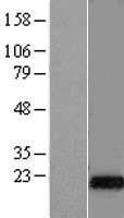 ls285126 dnajc5g human over expression lysates nm 173650 wb testing 1