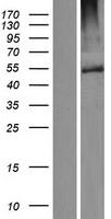 ls285231 fbxw12 human over expression lysates nm 207102 wb testing 1