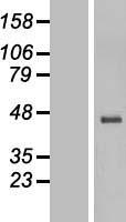 5HT3E (HTR3E) Human Over-expression Lysates NM_182589