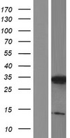 ls285315 c3orf33 human over expression lysates nm 173657 wb testing 1