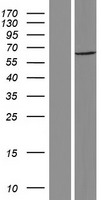 ls285343 c3orf23 tcaim human over expression lysates nm 173826 wb testing 1
