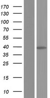SUMF1 Human Over-expression Lysates NM_001164675