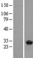 ls285386 tprg1 human over expression lysates nm 198485 wb testing 1