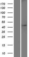 WDR21B (DCAF4L1) Human Over-expression Lysates NM_001029955