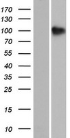 SH3PXD2B Human Over-expression Lysates NM_001017995