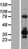 RELL2 Human Over-expression Lysates NM_001130029