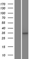 ls285636 c5orf51 human over expression lysates nm 175921 wb testing 1