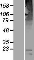 ls285641 slc36a3 human over expression lysates nm 181774 wb testing 1
