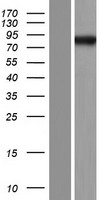 ls285782 cage1 human over expression lysates nm 205864 wb testing 1