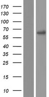 ls285848 pnpla1 human over expression lysates nm 001145717 wb testing 2