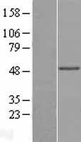 ls285848 pnpla1 human over expression lysates nm 173676 wb testing 1