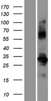 ls285877 pom121l12 human over expression lysates nm 182595 wb testing 1