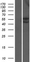ls286097 efha2 micu3 human over expression lysates nm 181723 wb testing 1
