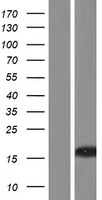 C8orf31 Human Over-expression Lysates NM_173687