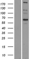 ls286133 scara5 human over expression lysates nm 173833 wb testing 1