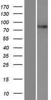 ls286148 dpy19l4 human over expression lysates nm 181787 wb testing 1