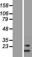 ls286183 nkain3 human over expression lysates nm 173688 wb testing 1