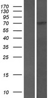 SCAI Human Over-expression Lysates NM_173690