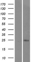 ls286223 c9orf47 human over expression lysates nm 001001938 wb testing 1