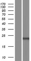 ls286223 c9orf47 human over expression lysates nm 001142413 wb testing 2