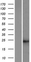 ls286319 tusc1 human over expression lysates nm 001004125 wb testing 1