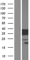 FAM133A Human Over-expression Lysates NM_001171109
