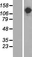 SALF (STON1-GTF2A1L) Human Over-expression Lysates NM_172311