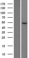 LIN9 Human Over-expression Lysates NM_173083