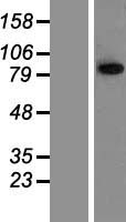 ls287015 trim42 human over expression lysates nm 152616 wb testing 1