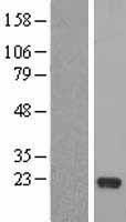 ls317671 rfesd human over expression lysates nm 173362 wb testing 1