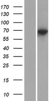 ls317719 klhl10 human over expression lysates nm 152467 wb testing 1