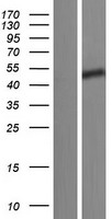 ls317762 ccdc85c human over expression lysates nm 001144995 wb testing 1
