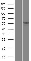 KRT73 Human Over-expression Lysates NM_175068