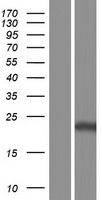 RAB37 Human Over-expression Lysates NM_001163990