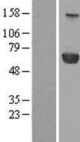 ls333926 ppm1j human over expression lysates nm 005167 wb testing 1