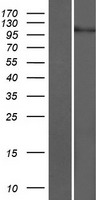 CHSY3 Human Over-expression Lysates NM_175856