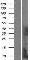 KRTAP7-1 Human Over-expression Lysates NM_181606