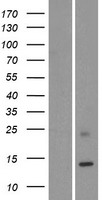 KRTAP19-1 Human Over-expression Lysates NM_181607