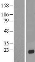KRTAP13-2 Human Over-expression Lysates NM_181621