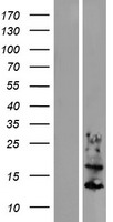 KRTAP6-1 Human Over-expression Lysates NM_181602