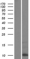 ls337967 krtap6 2 human over expression lysates nm 181604 wb testing 1