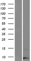 KRTAP19-3 Human Over-expression Lysates NM_181609