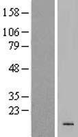 ls337971 krtap19 4 human over expression lysates nm 181610 wb testing 1