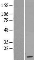 KRTAP19-5 Human Over-expression Lysates NM_181611