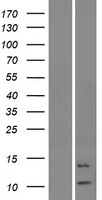 KRTAP19-6 Human Over-expression Lysates NM_181612