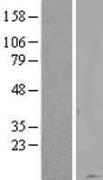 ls337975 krtap20 1 human over expression lysates nm 181615 wb testing 1