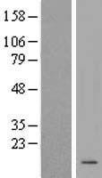 ls337976 krtap20 2 human over expression lysates nm 181616 wb testing 1