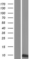 KRTAP21-1 Human Over-expression Lysates NM_181619