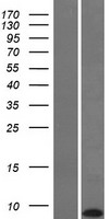 ls337979 krtap22 1 human over expression lysates nm 181620 wb testing 1