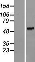 ls338094 fam151a human over expression lysates nm 176782 wb testing 1